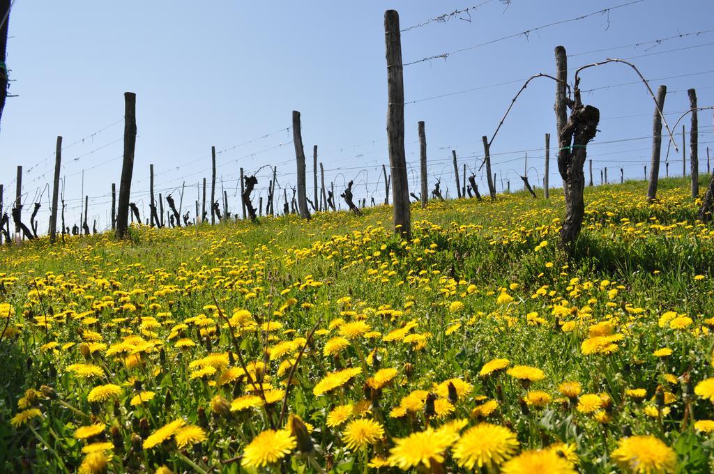 Gigante Wine & Welcome Corno di Rosazzo Luaran gambar